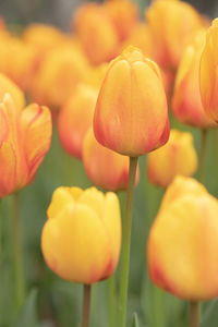 Beautiful yellow tulips,in the the garden nature background,vintage style.