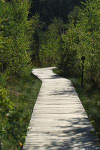 Boardwalk amidst trees in forest