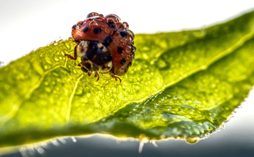 Close-up of insect on leaf