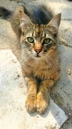 Close-up portrait of cat