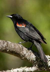 Close-up of bird perching on branch