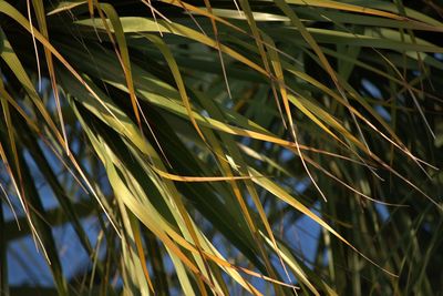 Close-up of crop growing in field