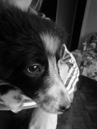 Close-up portrait of dog