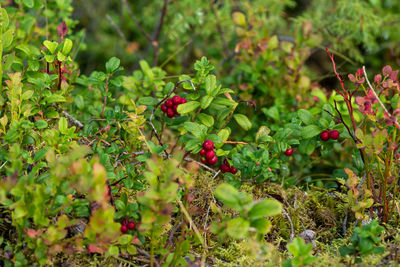 Red berries growing on field