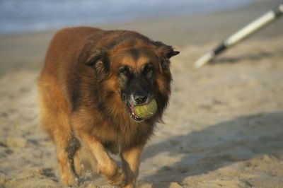 Close-up of dog on beach