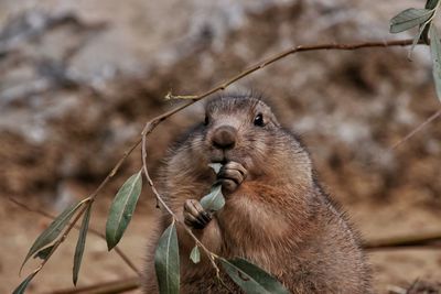 Close-up of squirrel on branch