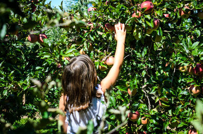 Rear view of girl picking apple from tree