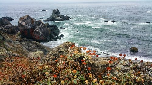 Autumn colors on headland cliffs. gorgeous ocean sitting and contemplating overlook.
