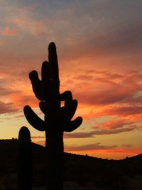 Silhouette of cactus against sunset sky