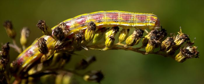 Close-up of insect on leaf