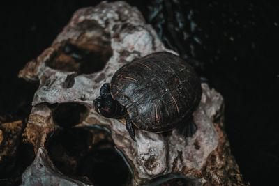 Tropical wild turtle on wet stone