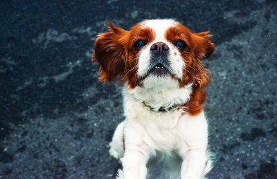 Portrait of dog looking away