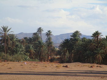 Scenic view of palm trees on land against sky