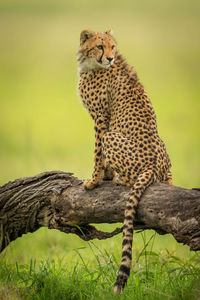 Cat sitting on a tree