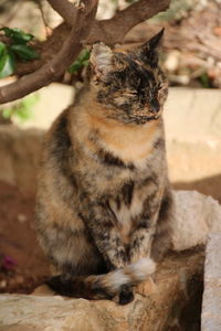 Close-up of cat sitting outdoors