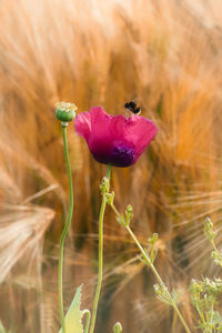 Close-up of pink flower on field