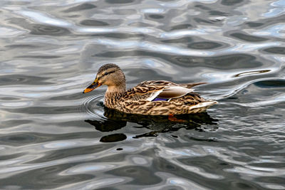 Duck swimming in lake