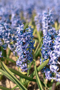 Close-up of purple flowering plants