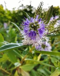 Close-up of purple flower