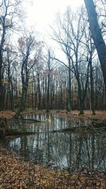 Bare trees by lake in forest against sky