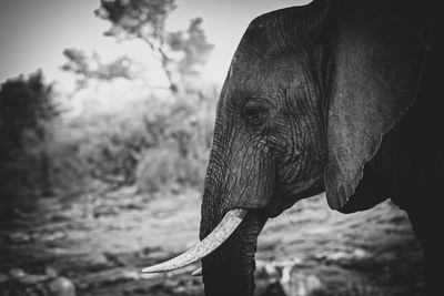 Close-up of elephant