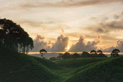 Panoramic view of agricultural field against sky during sunset