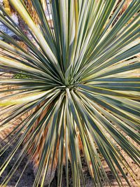 Full frame shot of palm leaf