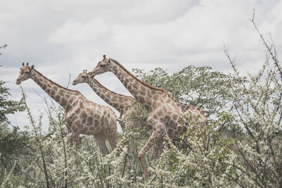 Giraffes walking in trees