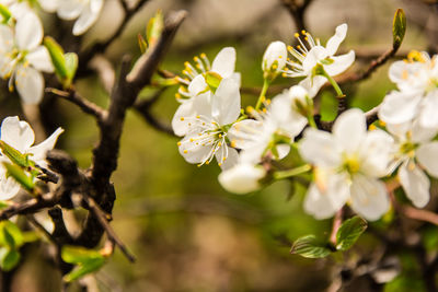 Close-up of white flowers