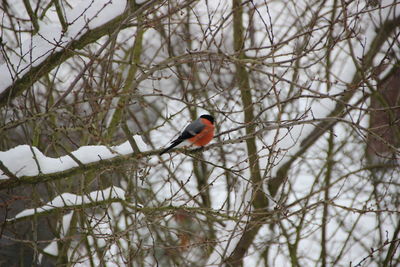 Bird perching on branch during winter