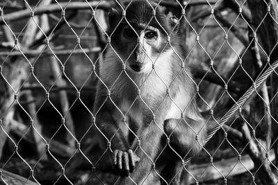 Portrait of monkey in cage at london zoo