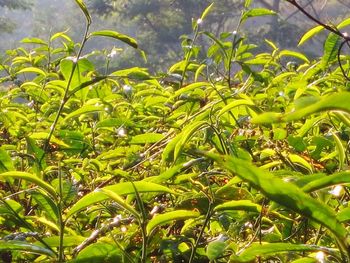 Plants growing on a tree