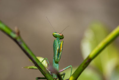 Close-up of insect on leaf