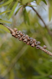 Close-up of twig on branch