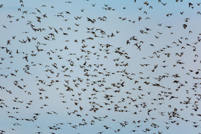 Flock of birds flying in the sky