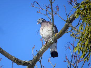 Low angle view of bird perching on tree