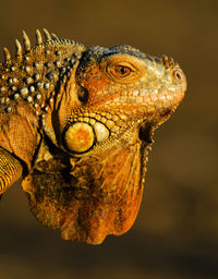 Close-up of iguana outdoors 