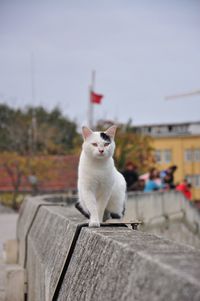 Cat sitting on retaining wall against clear sky