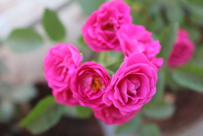 Close-up of pink flowers blooming outdoors