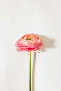 Close-up of flower against white background