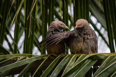 Close-up of two cute birds perching outdoors