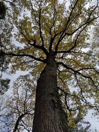 Low angle view of tree against sky