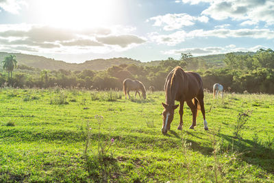 Horses grazing on field against sky