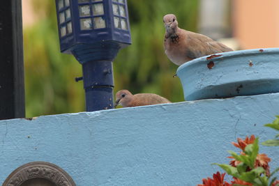 Close-up of birds perching on retaining wall