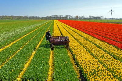 Farmer with machinery working in flower field