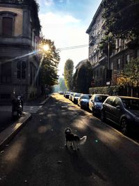 Cars on street in city against sky