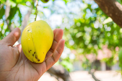 Ripe mangos rot in the hands of the farmer, the mango was pierced by insects to damage the skin