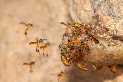 Close-up of bee pollinating