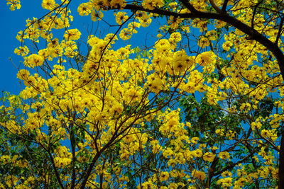 Low angle view of flowering tree