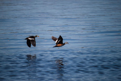 Ducks in lake